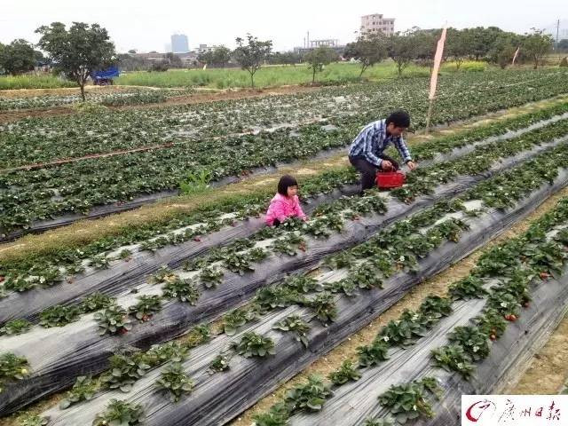 食粪最新研究，科学与道德伦理的交汇点探索